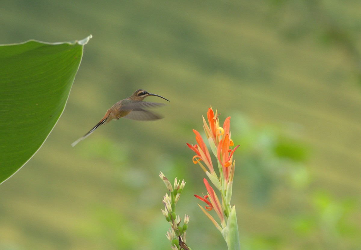 Planalto Hermit - ML191988891