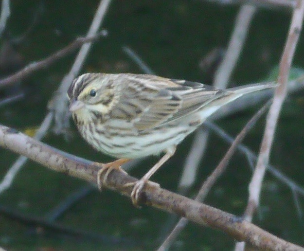 Savannah Sparrow - L.E. Quinlan