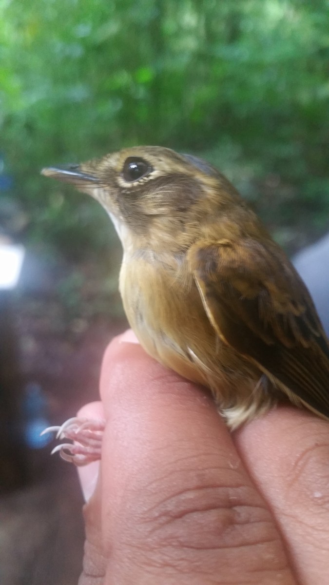 Stub-tailed Spadebill - ML191990421