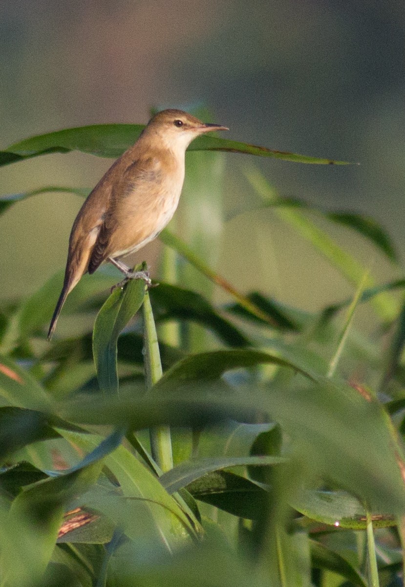 Clamorous Reed Warbler - ML191991671