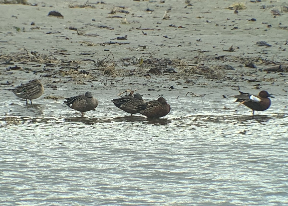 ミカヅキシマアジ - ML191992251