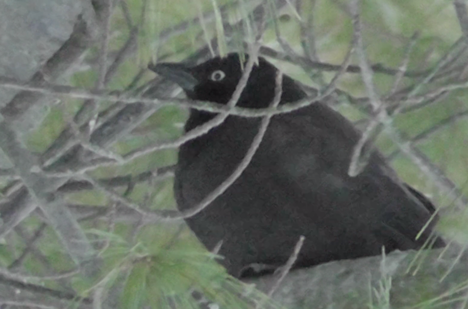 Common Grackle - ML191992601