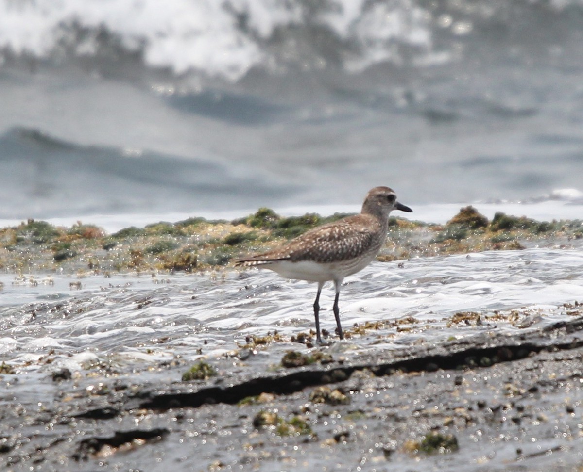 Black-bellied Plover - ML191992701