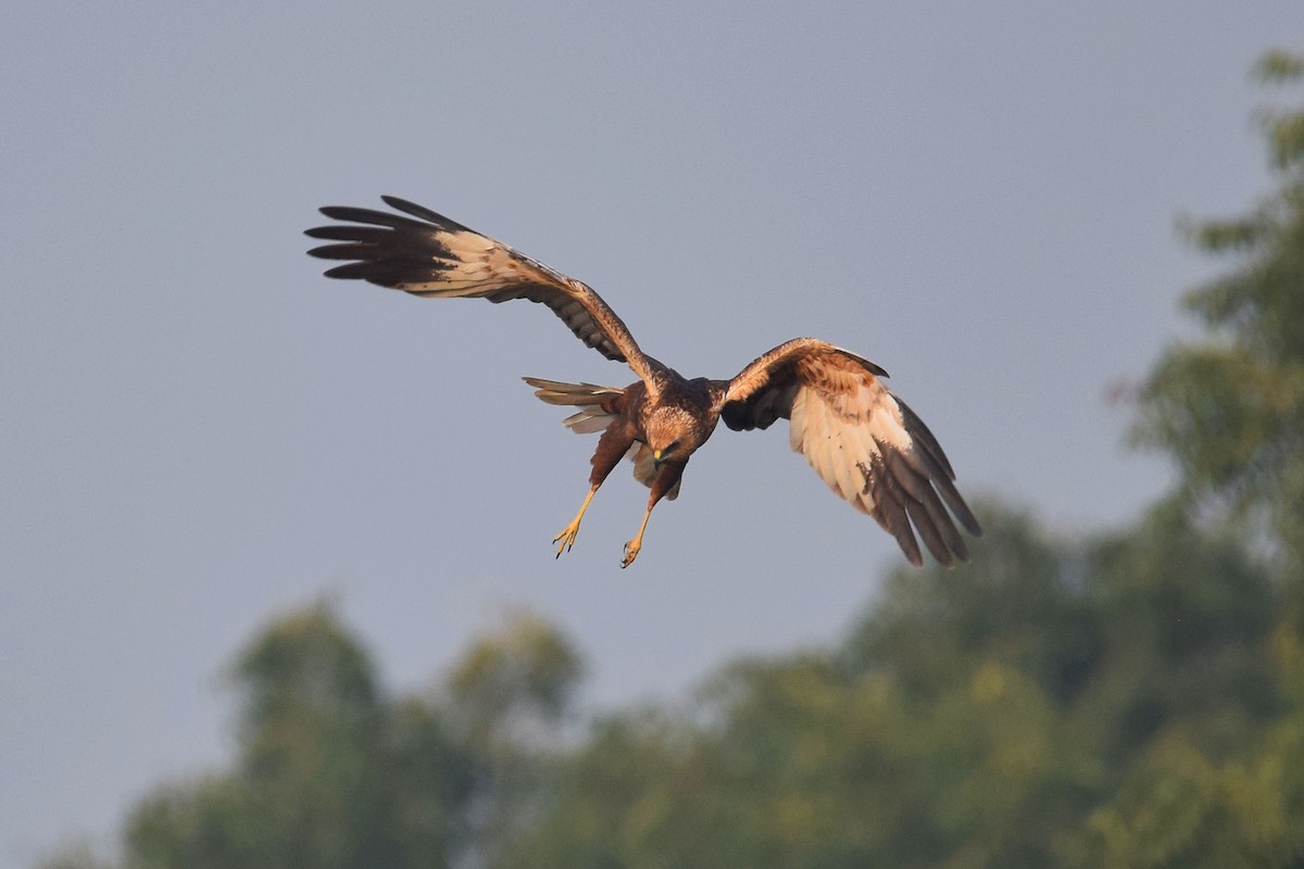 Western Marsh Harrier - ML191994011