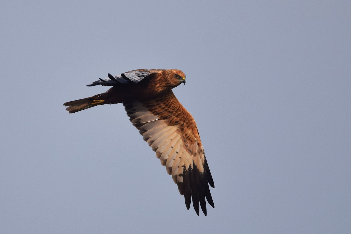 Western Marsh Harrier - ML191994031