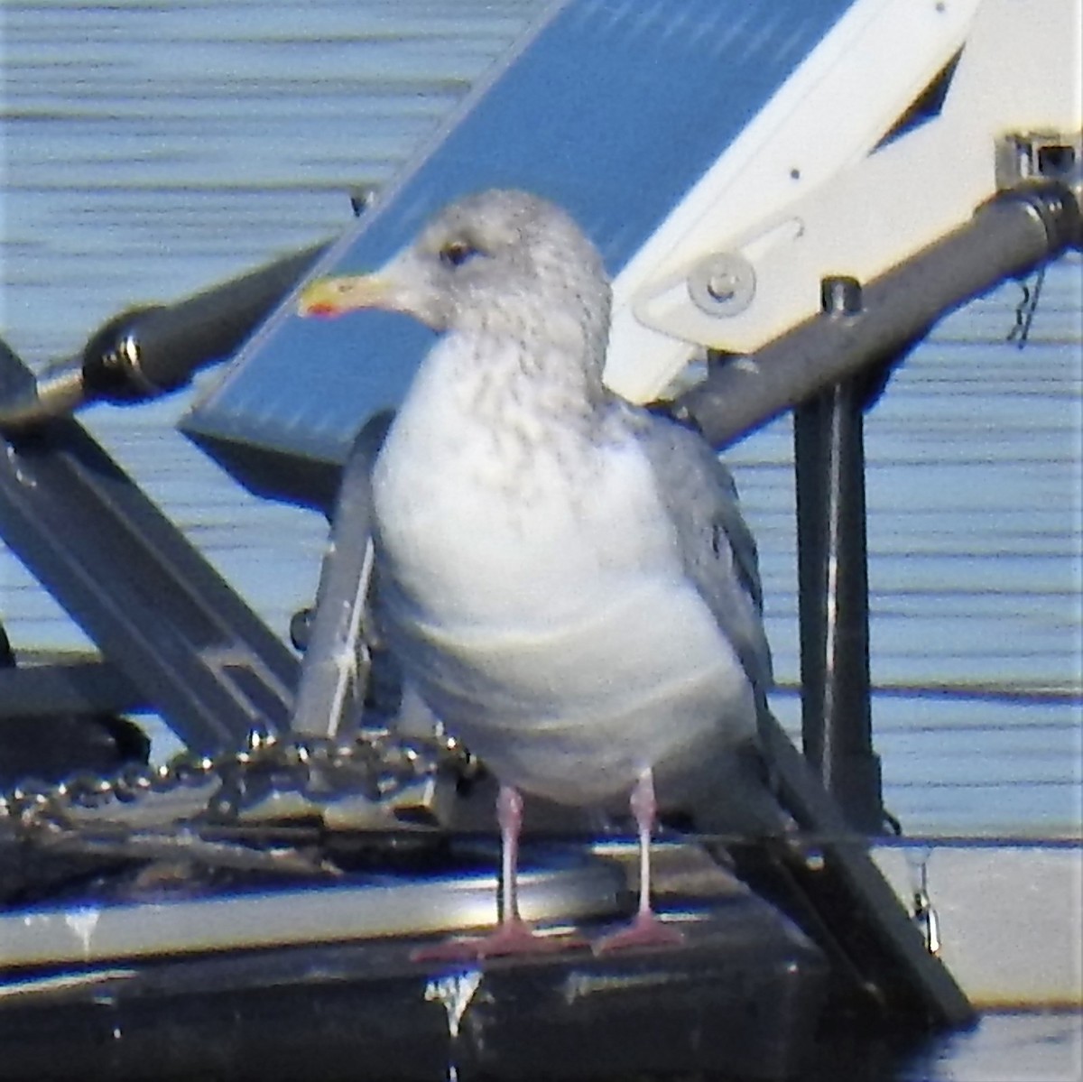 Iceland Gull (Thayer's) - ML191995631