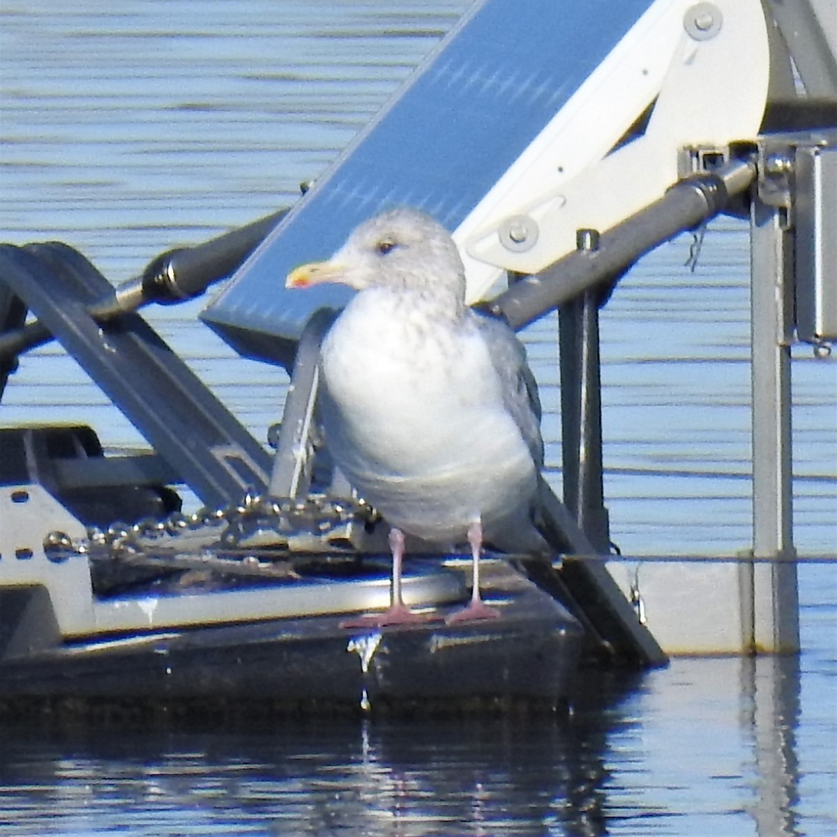 Iceland Gull (Thayer's) - ML191995671