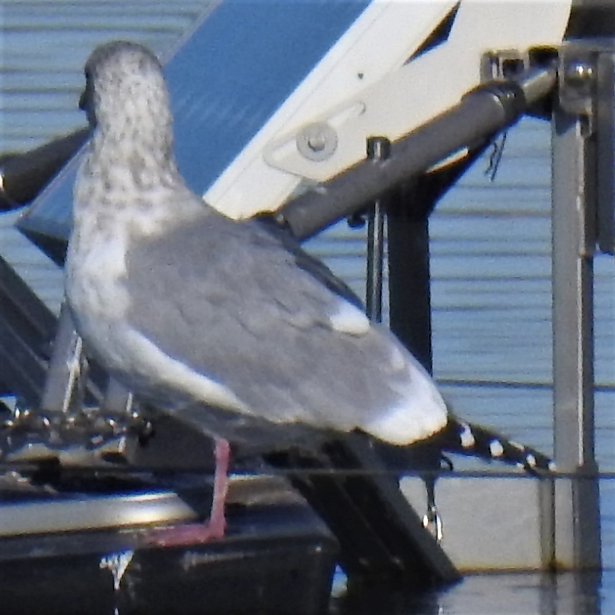 Iceland Gull (Thayer's) - ML191995761