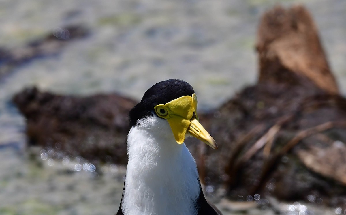 Masked Lapwing - Roy Burgess