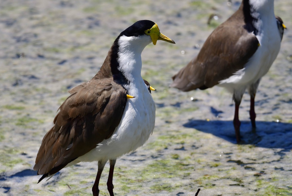 Masked Lapwing - Roy Burgess