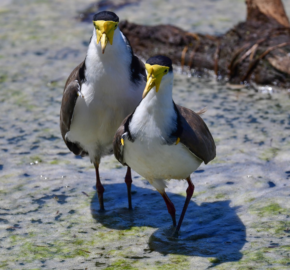 Masked Lapwing - Roy Burgess