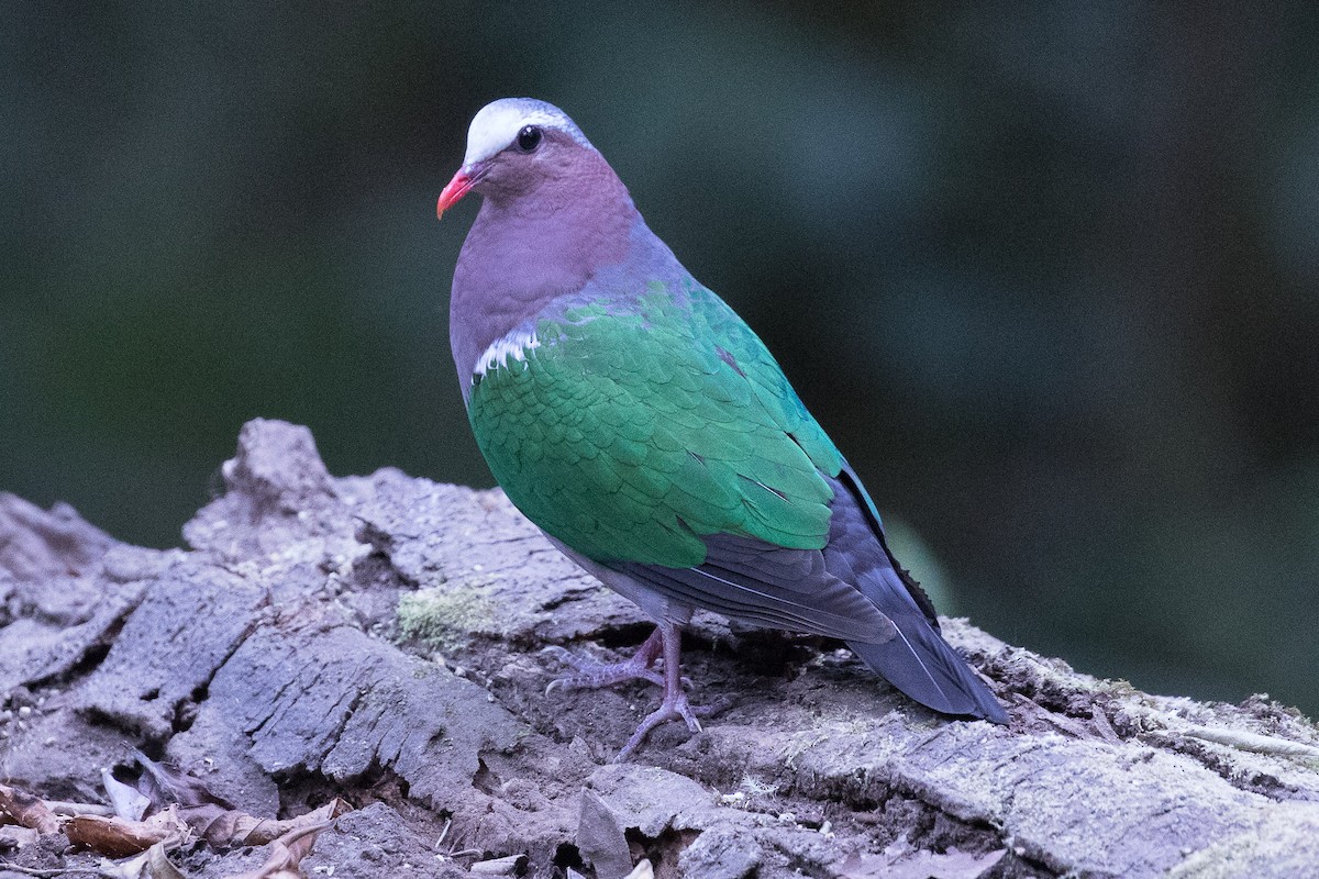 Asian Emerald Dove - ML191996351
