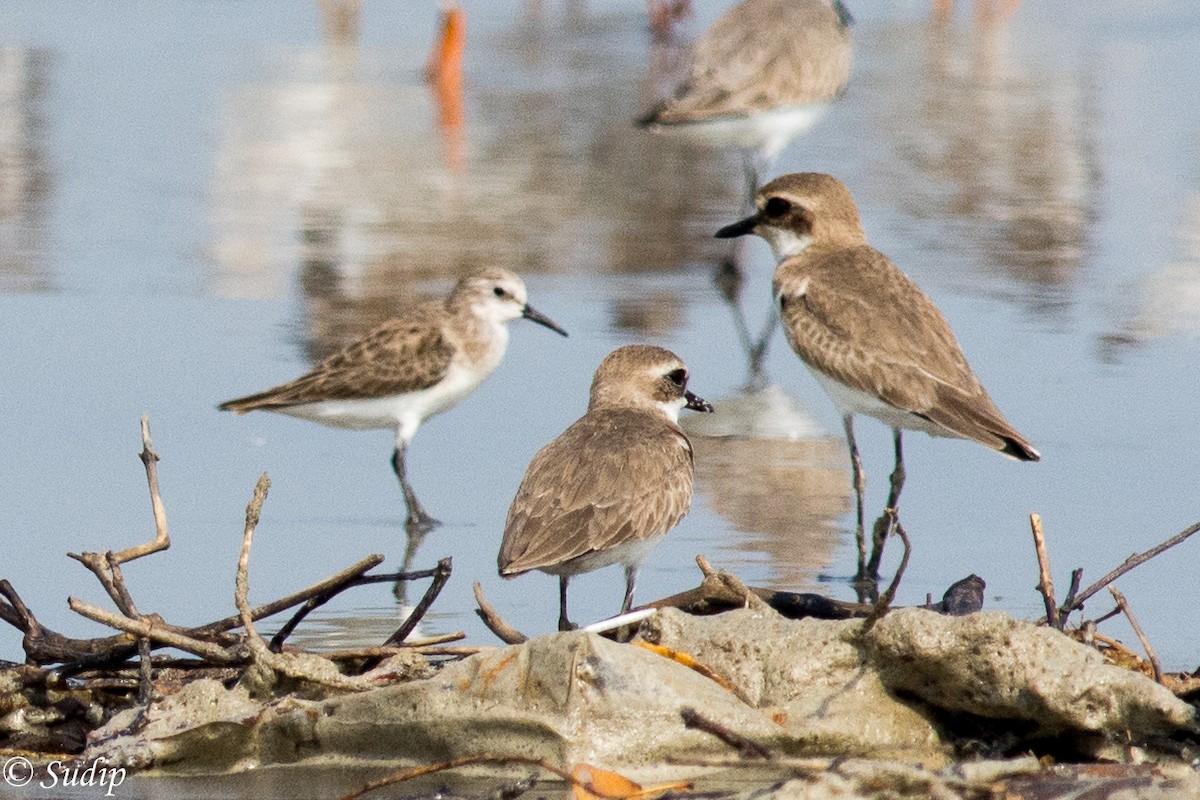 Little Stint - Sudip Ghosh