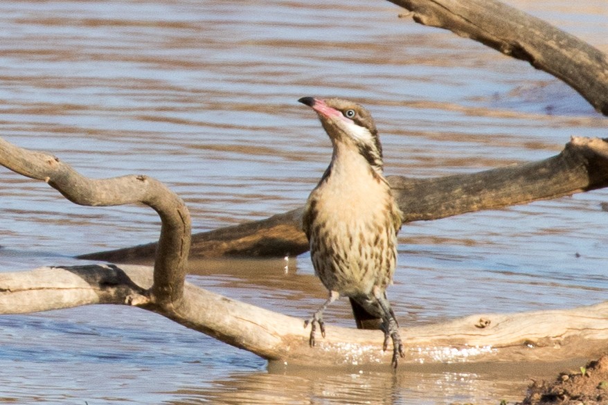 Spiny-cheeked Honeyeater - ML191997471