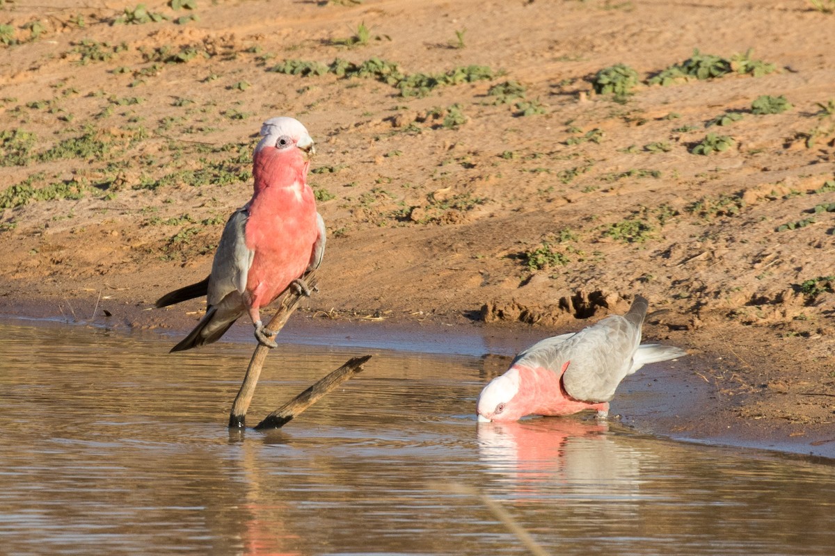 Galah - ML191997481