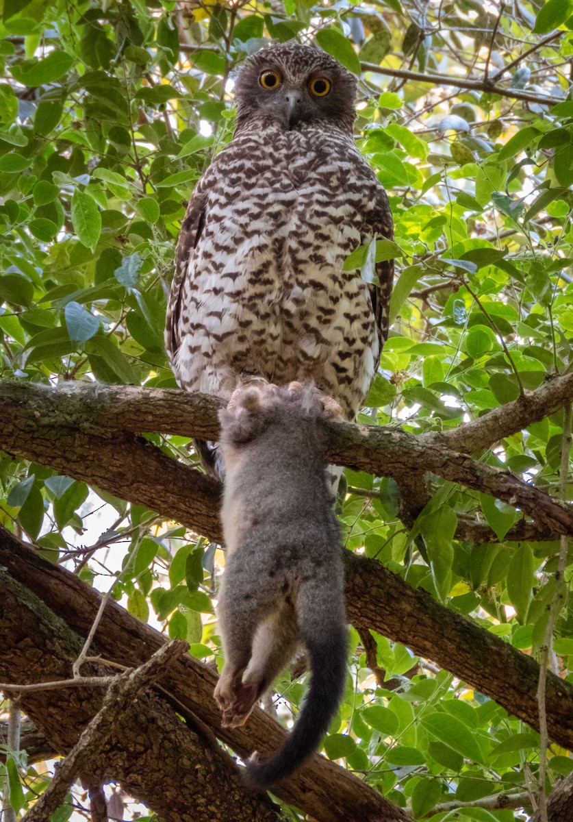 Powerful Owl - Kent Warner