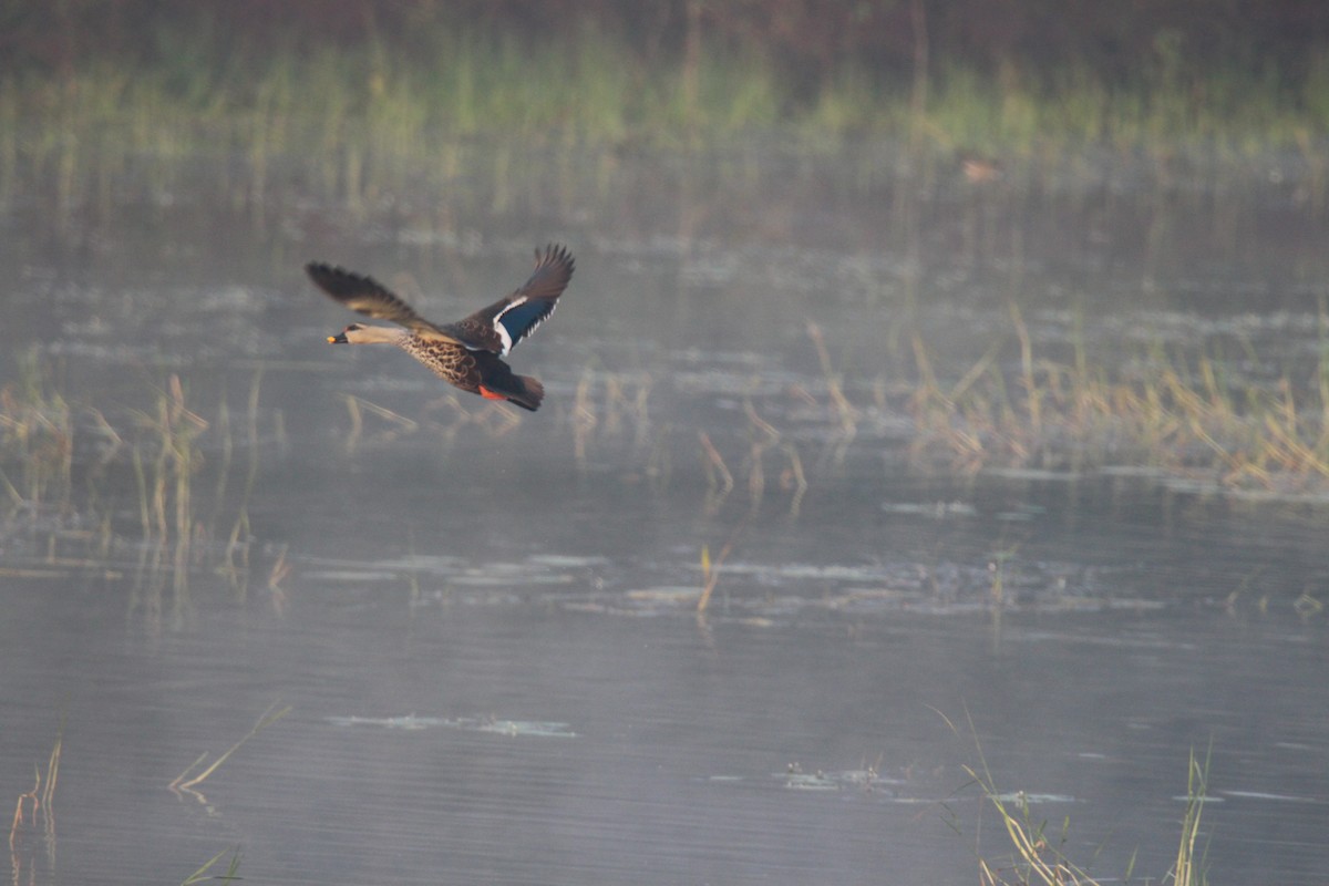 Indian Spot-billed Duck - Nilay Kulkarni