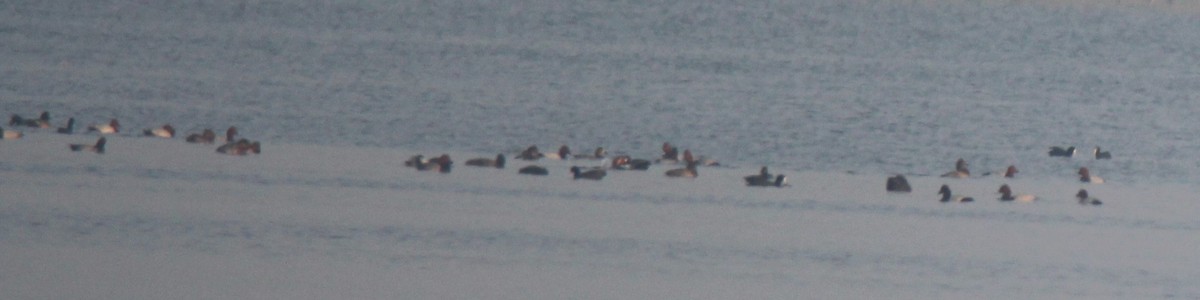 Common Pochard - ML191998951