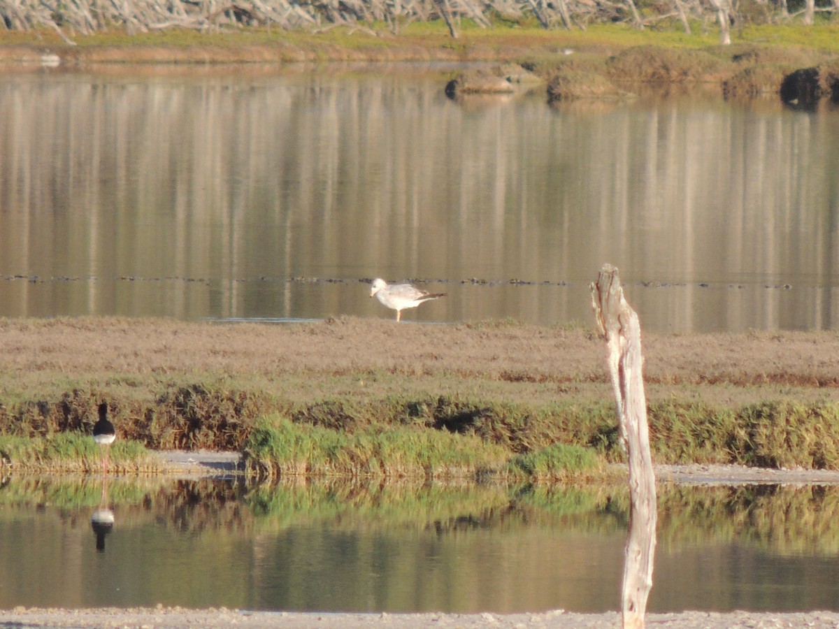 Ring-billed Gull - ML191999281