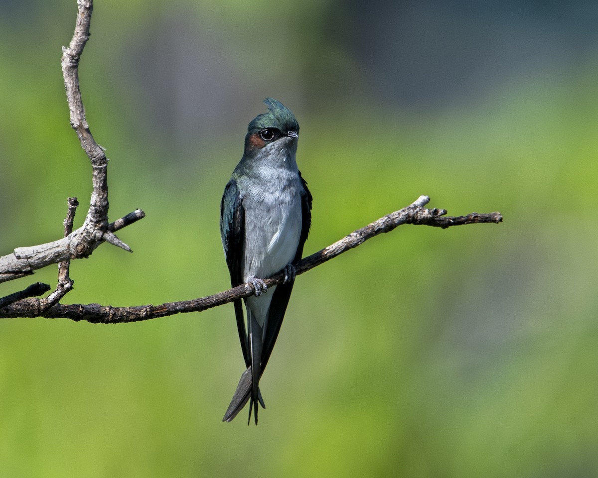 Gray-rumped Treeswift - Michael Leong
