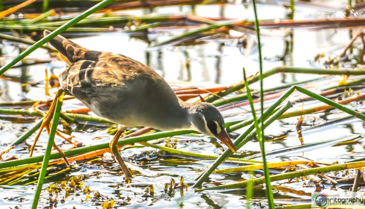 White-browed Crake - Arun Singh: Andaman Bird Tour