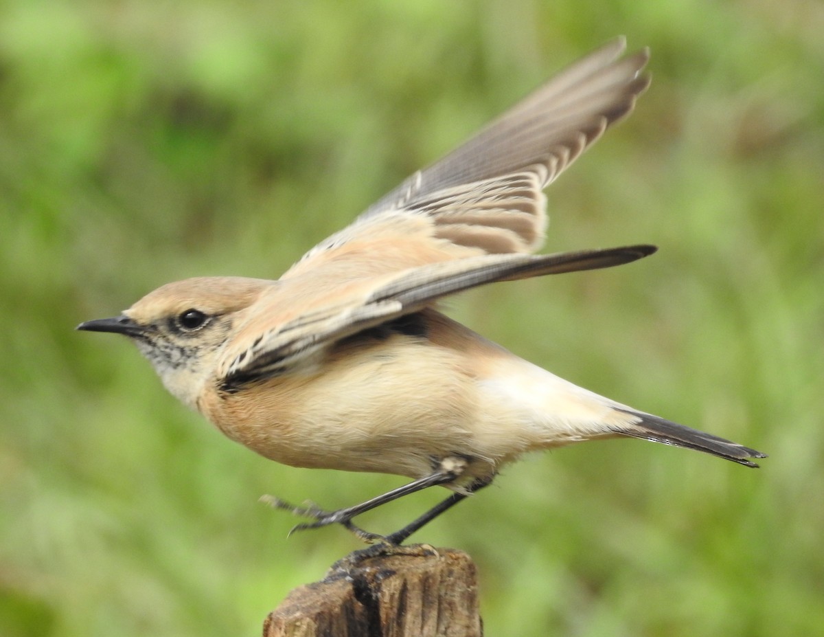 Desert Wheatear - ML192002481