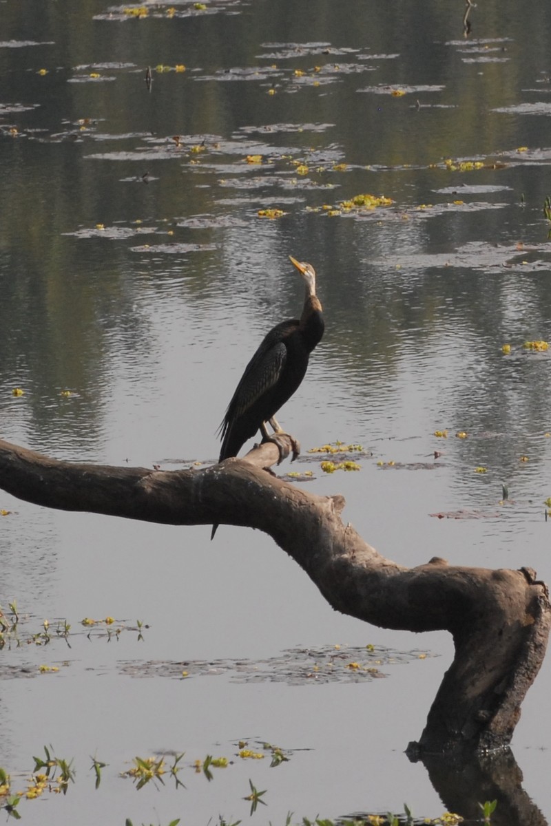 Oriental Darter - ML192002861