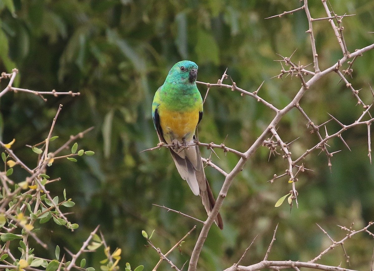 Red-rumped Parrot - ML192003941