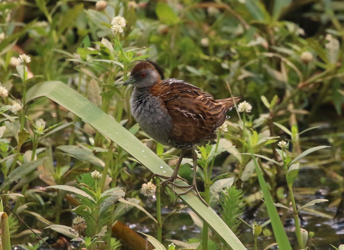 Polluela Chica - ML192005291