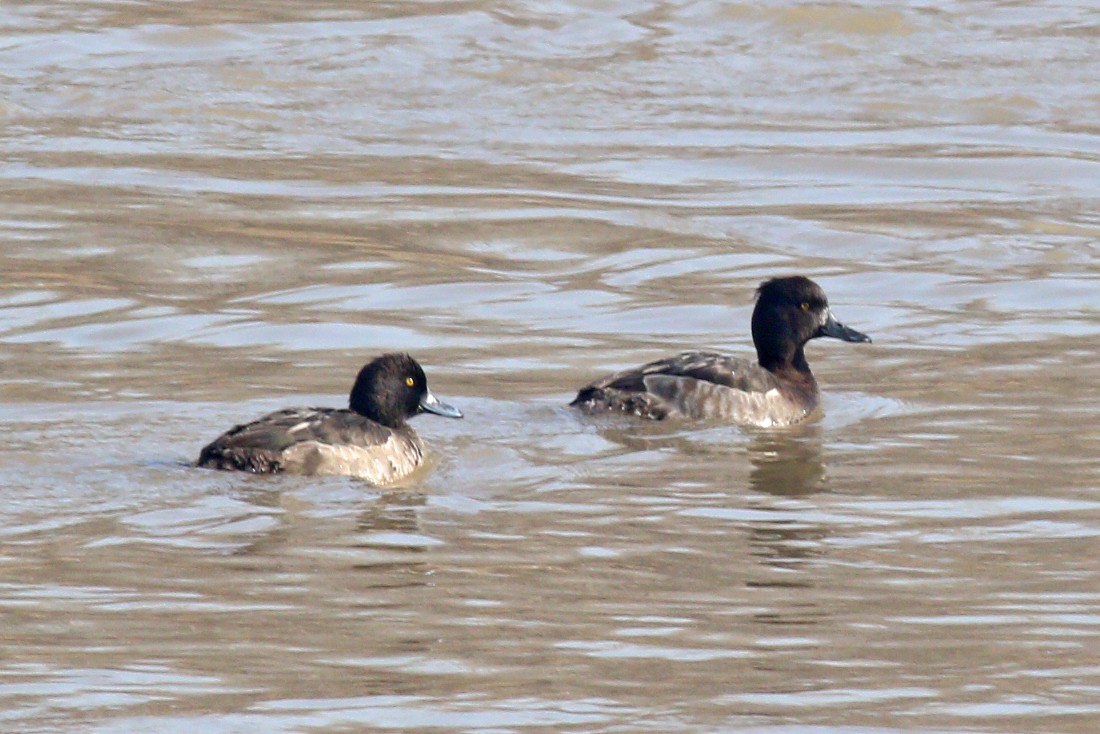 Tufted Duck - 白尾 海雕