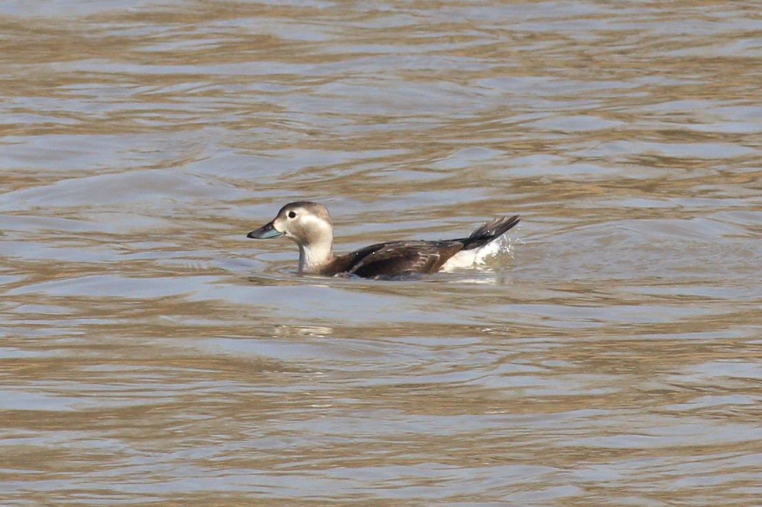 Long-tailed Duck - ML192006681