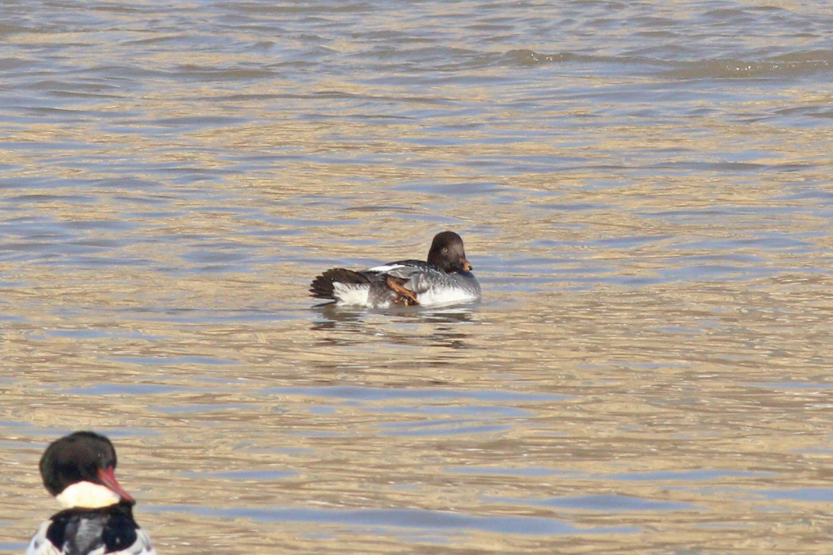 Common Goldeneye - 白尾 海雕