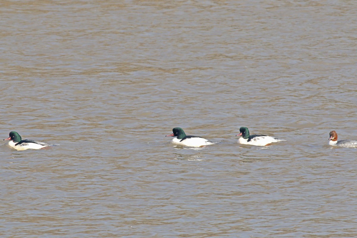 Common Merganser - ML192006721