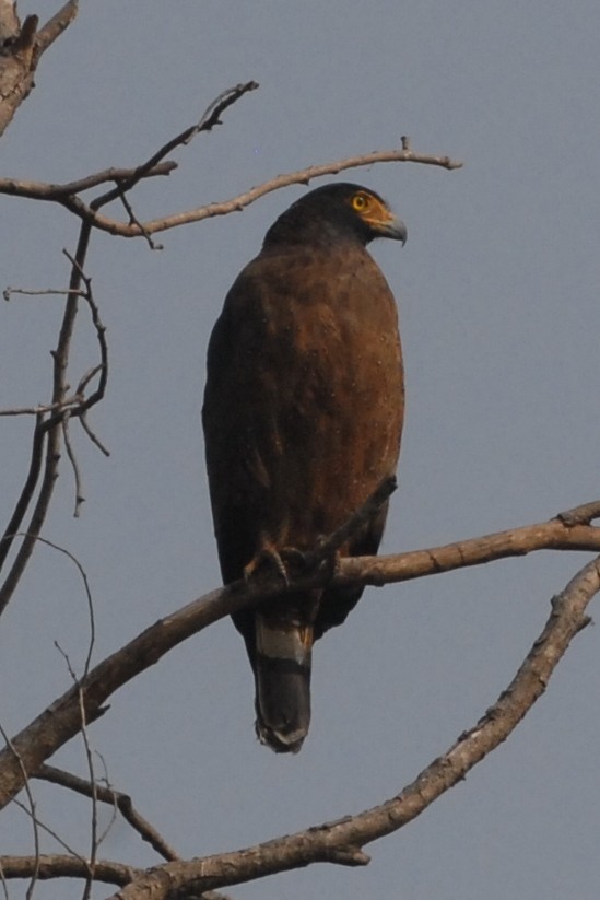 Crested Serpent-Eagle - ML192007011