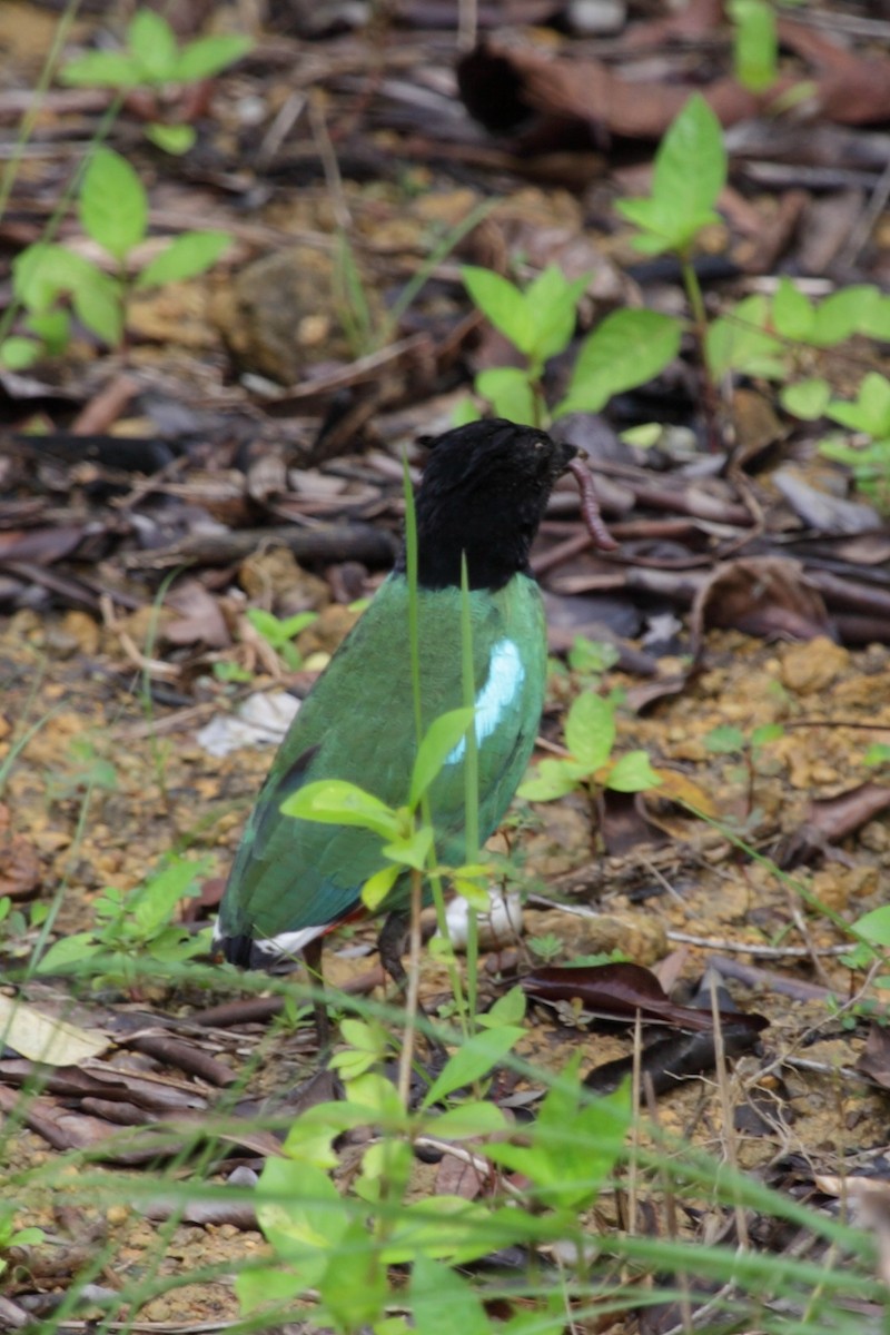 Western Hooded Pitta - Andrew Lau