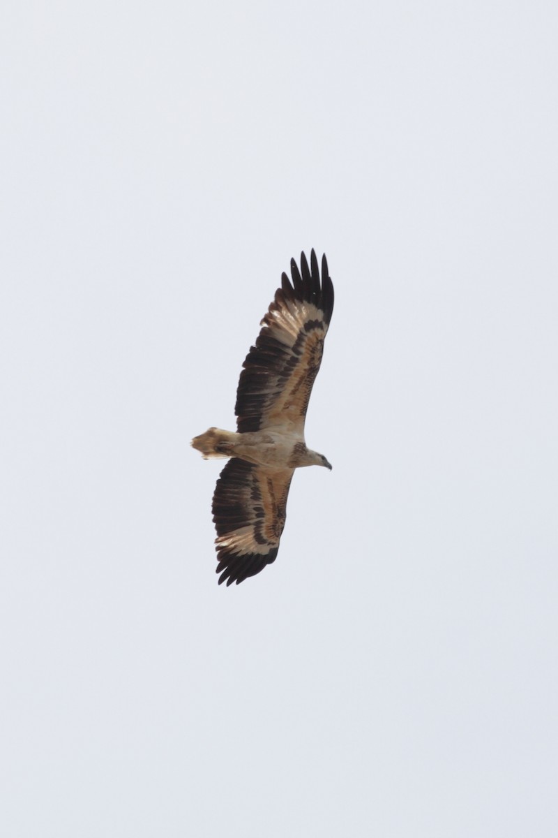 White-bellied Sea-Eagle - ML192011321