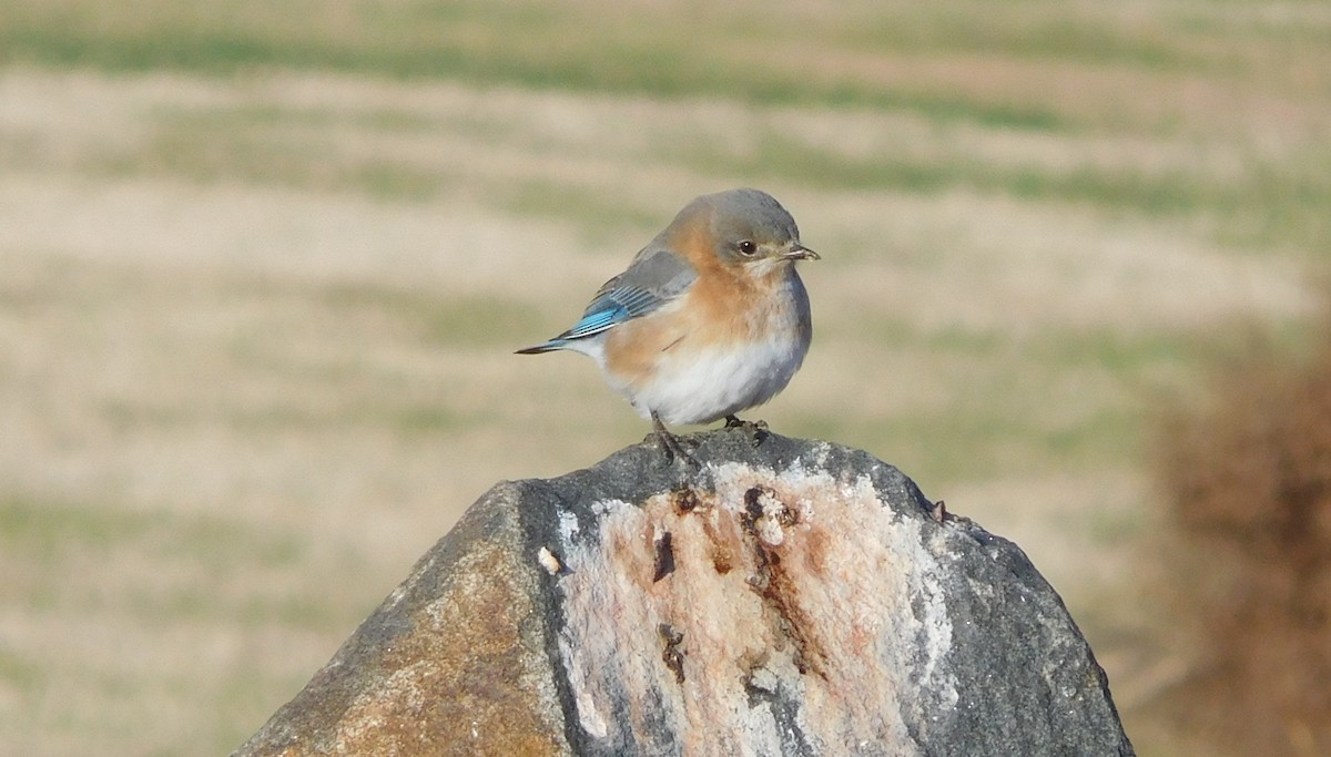 Eastern Bluebird - ML192012321