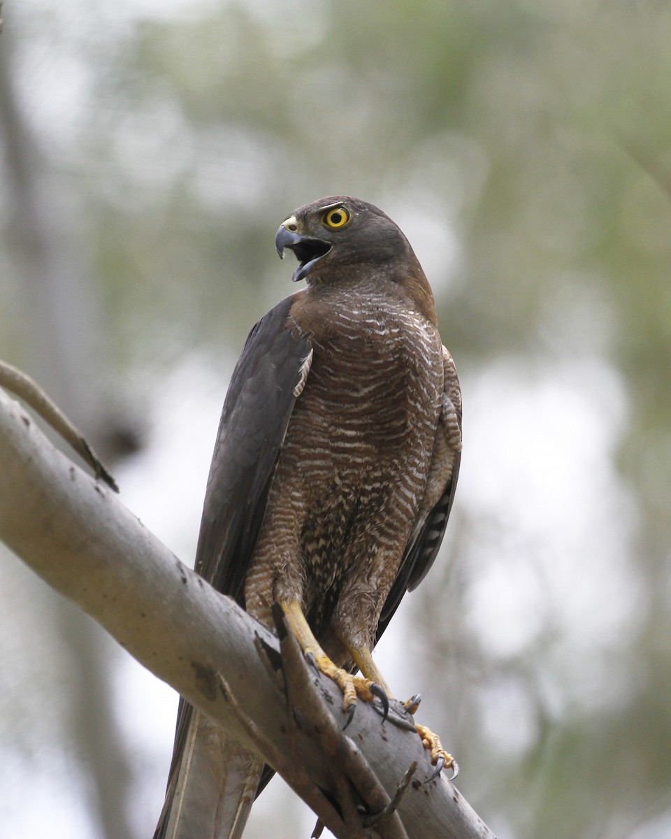 Brown Goshawk - ML192012441