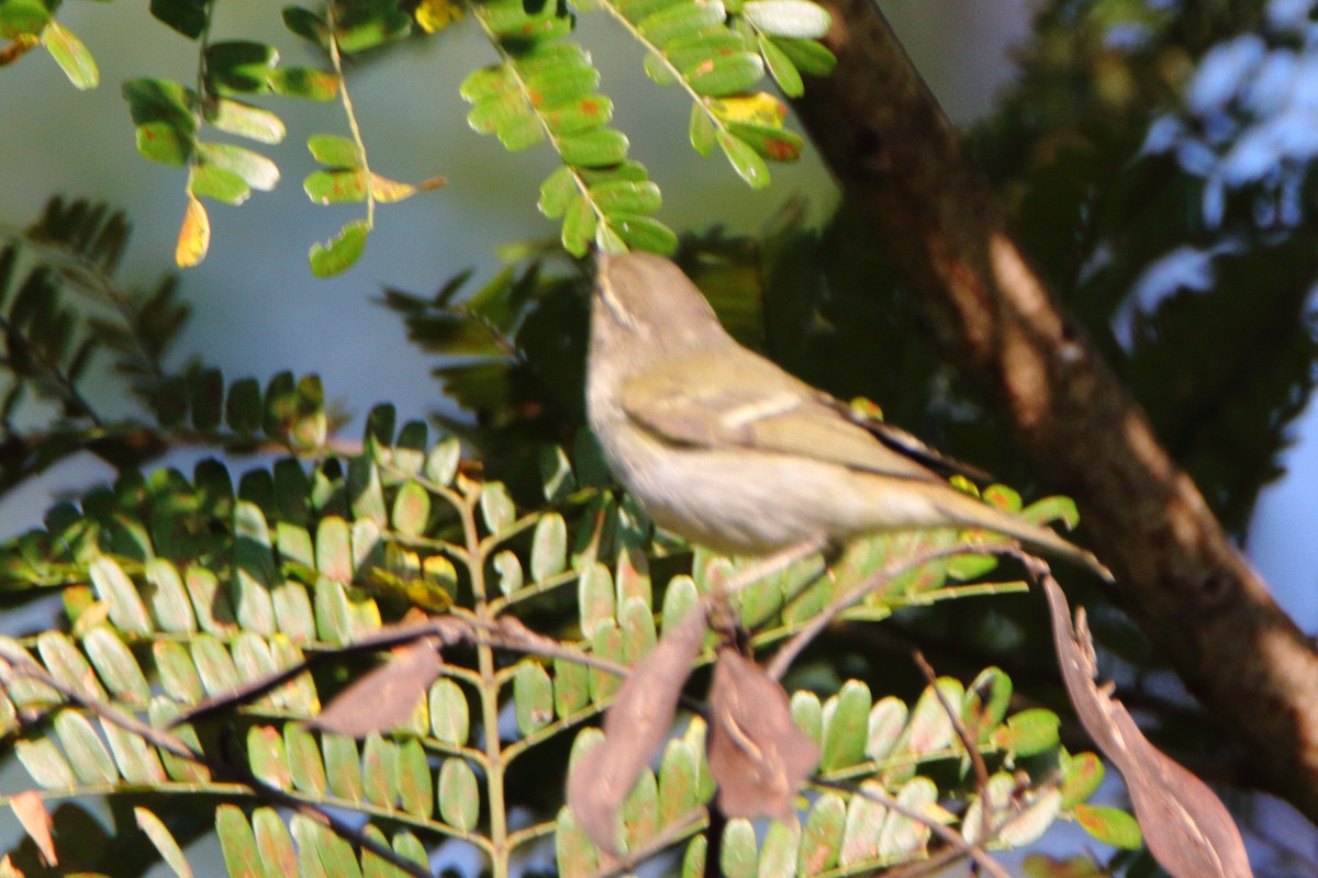 Yellow-browed Warbler - ML192014401