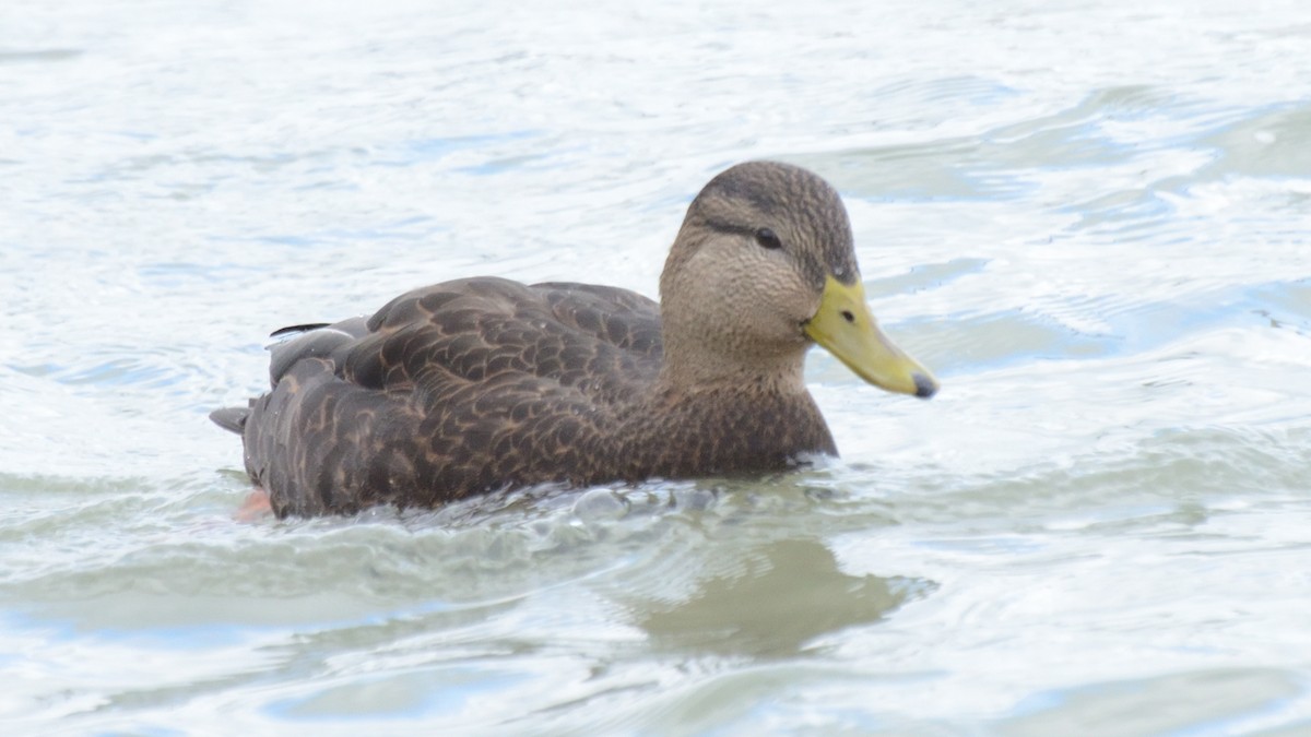 American Black Duck - ML192014451