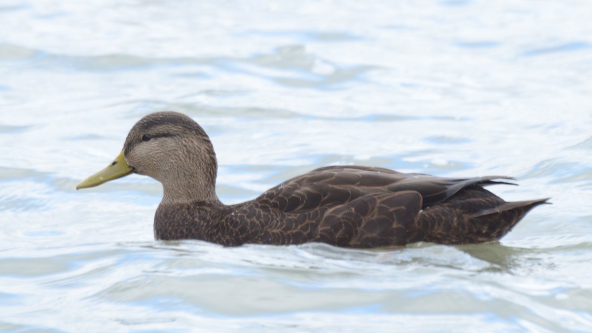 American Black Duck - ML192014461