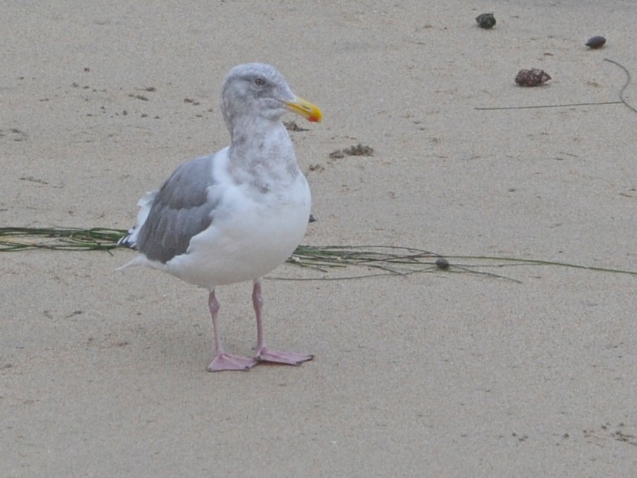 Herring Gull - ML192015891