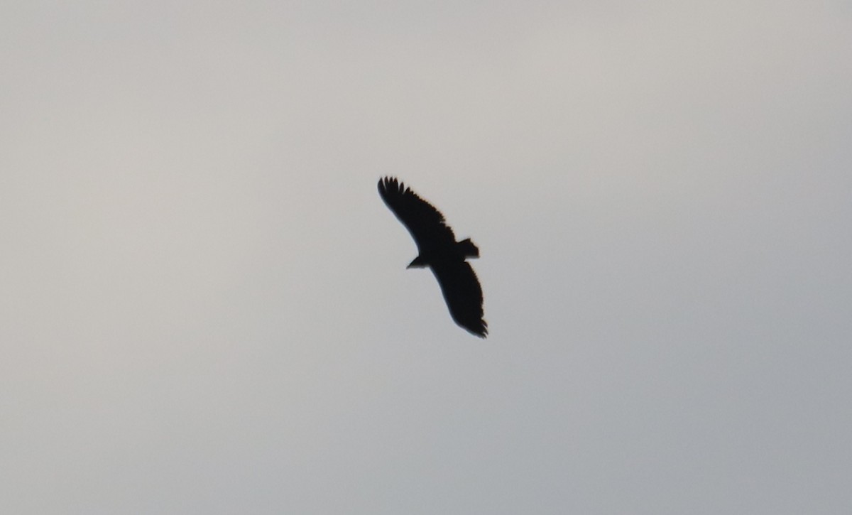 Cinereous Vulture - ML192016651