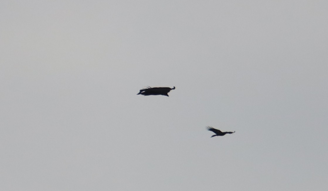 Cinereous Vulture - ML192016681