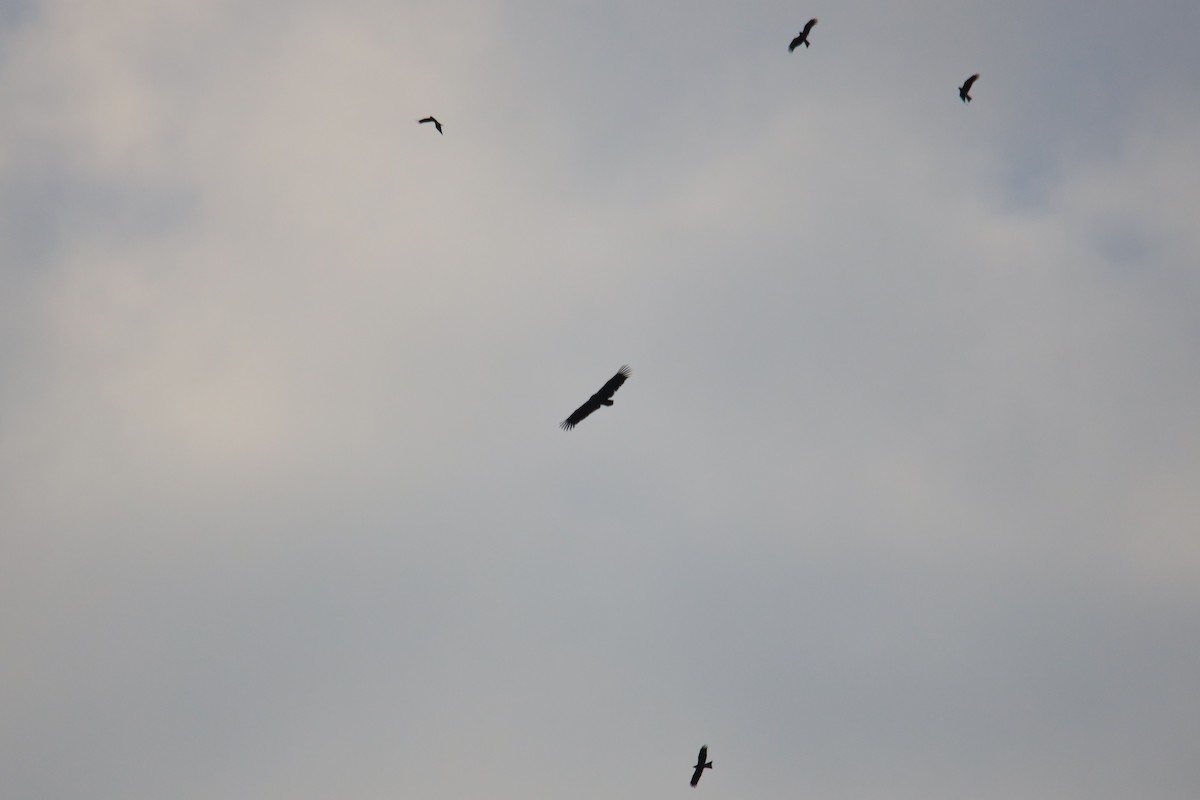 Cinereous Vulture - ML192016801