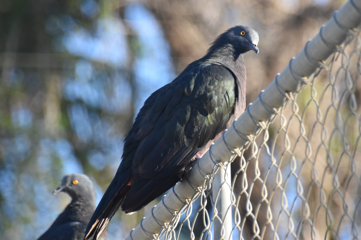 Christmas Island Imperial-Pigeon - Mark and Angela McCaffrey