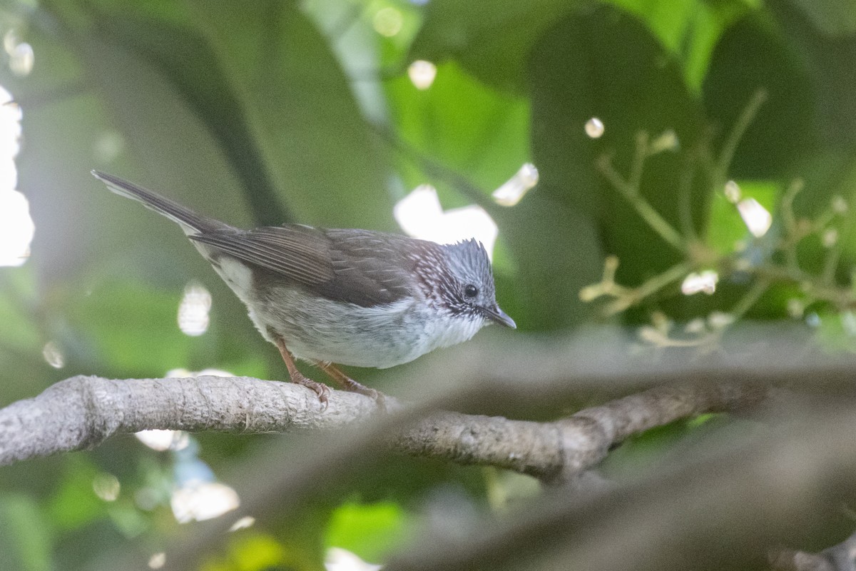 Yuhina Indochina - ML192017961