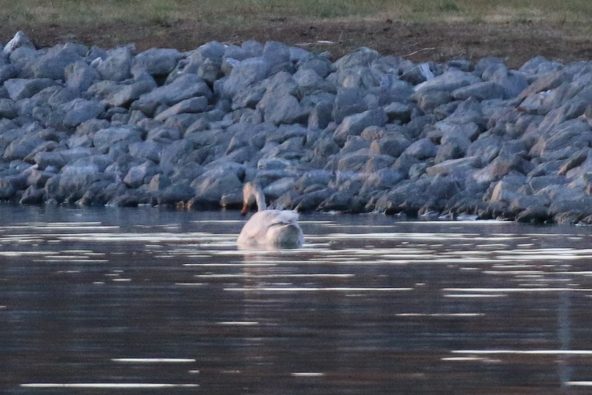 Tundra Swan - ML192018591