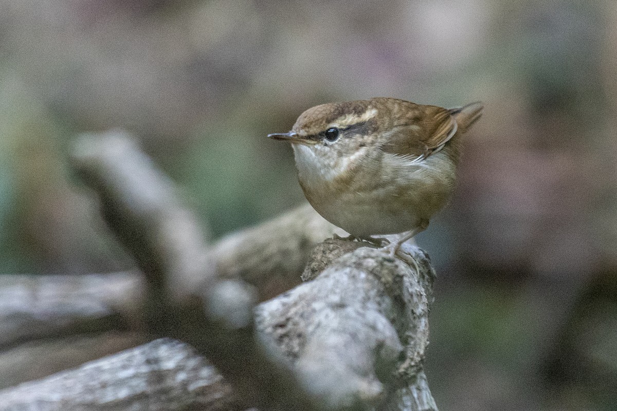 Asian Stubtail - John Clough