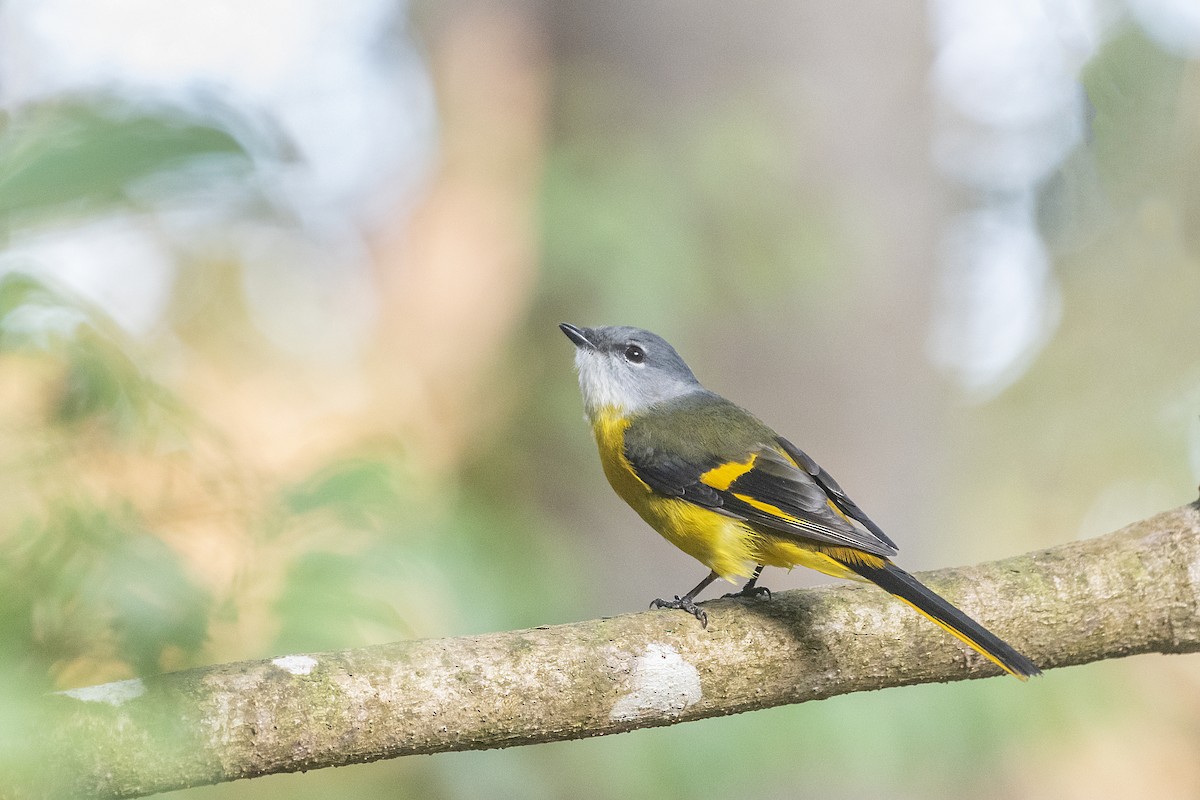 Gray-chinned Minivet (Gray-chinned) - ML192018881